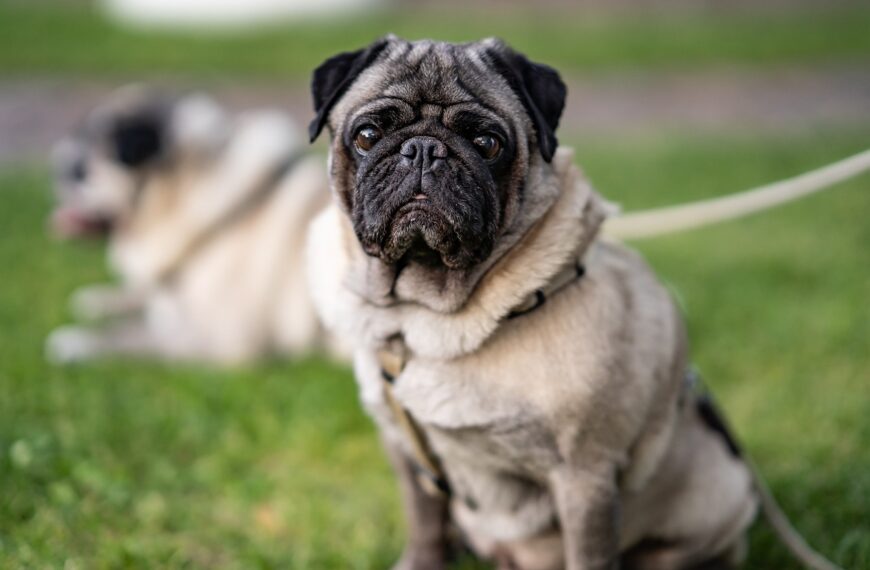 How to Tell if A Pug is Purebred