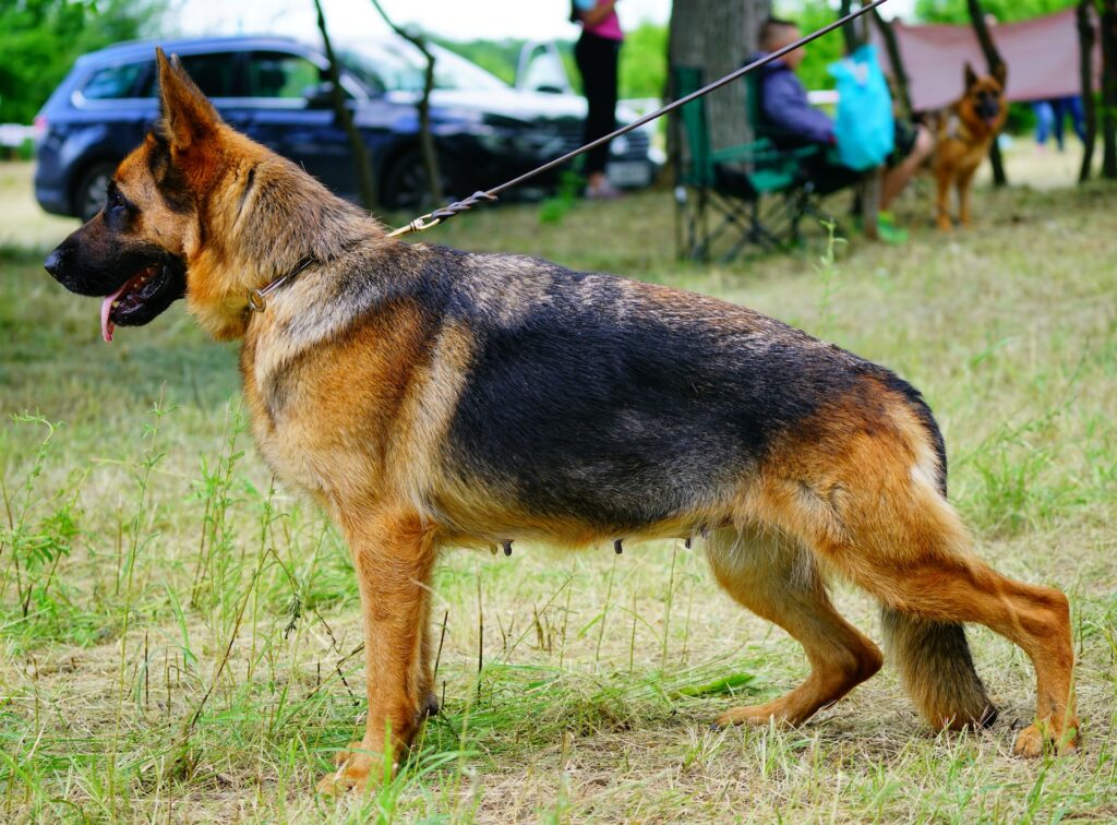 How to Train a German Shepherd