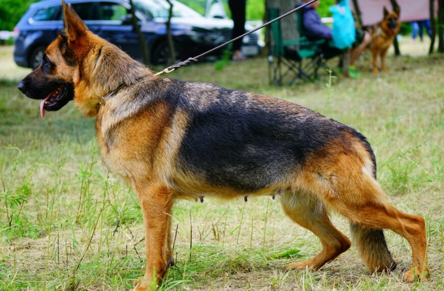 How to Train a German Shepherd