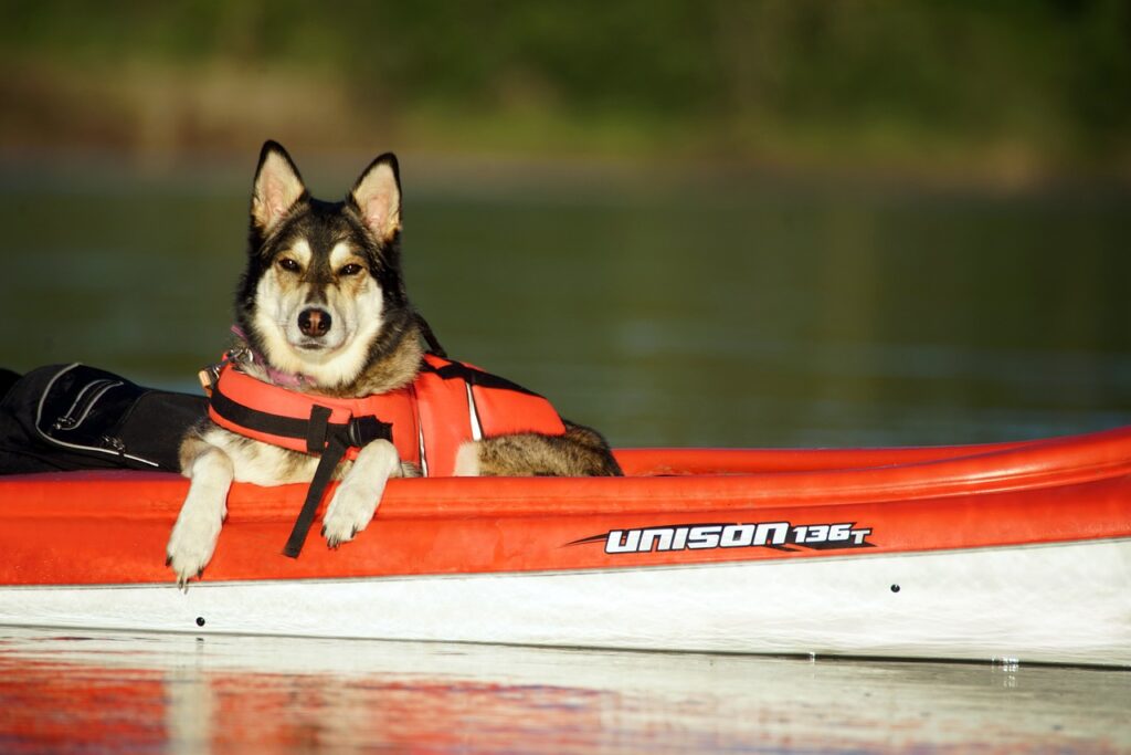 Kayaking With a Dog