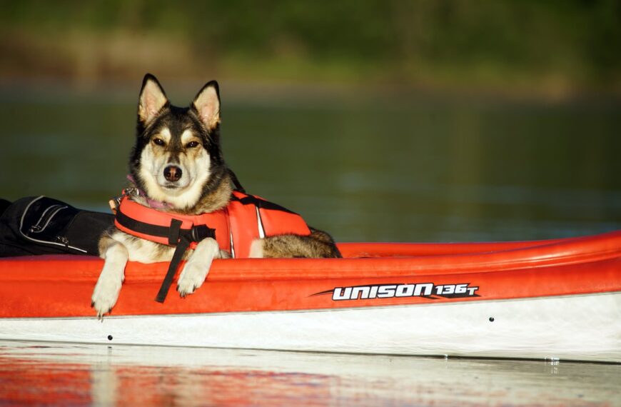 Kayaking With a Dog