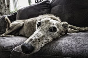 Tips on dealing with old dog incontinence