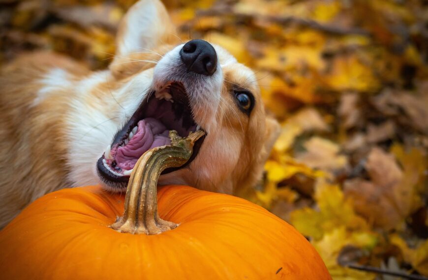 What Does Pumpkin Do for Dogs