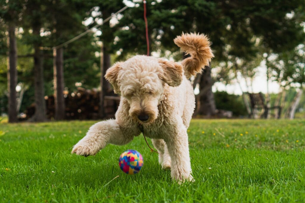 When do Goldendoodles stop growing