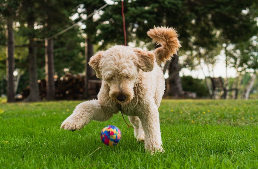 When do Goldendoodles stop growing