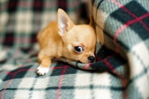 Why Do Chihuahuas Shake