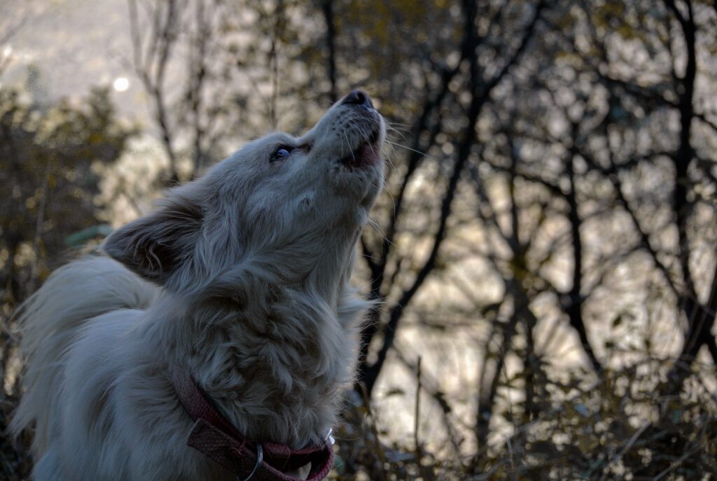 Why Do Dogs Howl at Night