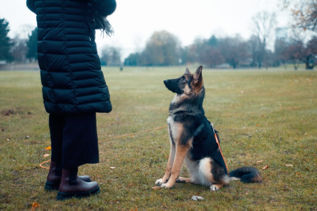 Teaching a dog to heel