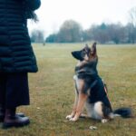 Teaching a Dog to Heel