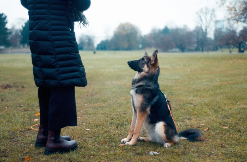 Teaching a dog to heel