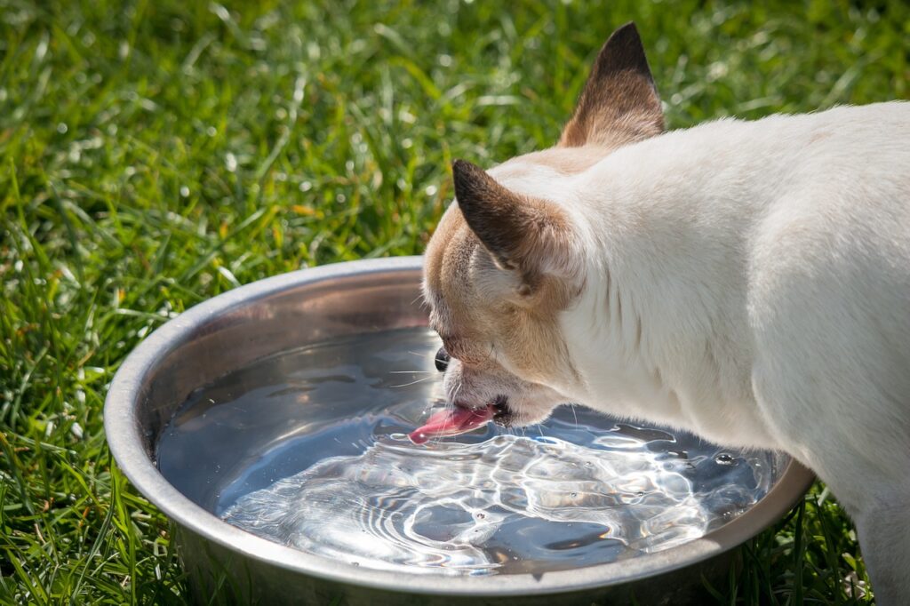 How to tell if your dog is dehydrated