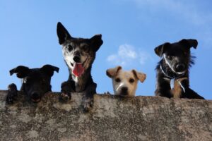 Choosing the Right Dog Breed