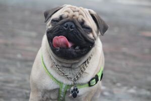 How to Tell if A Pug is Purebred