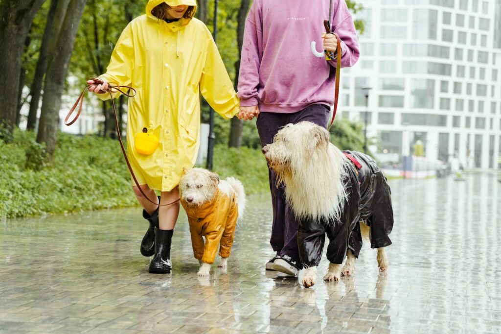 Walking dogs in the rain