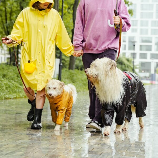 Walking dogs in the rain