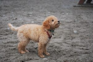 When do Goldendoodles stop growing