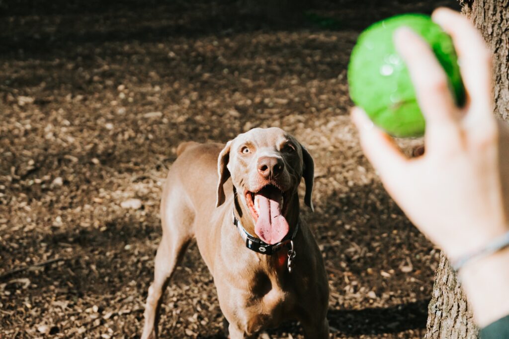 Why do dogs sneeze when playing