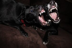 Will neutering a dog stop aggression