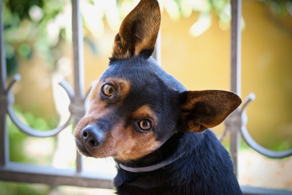 Black stuff in dogs ear