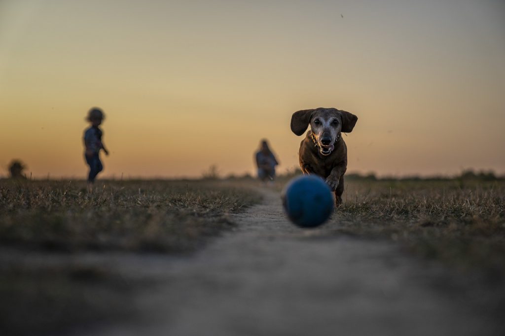 fun things to do with your dog