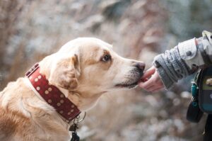 How to give a dog a pill